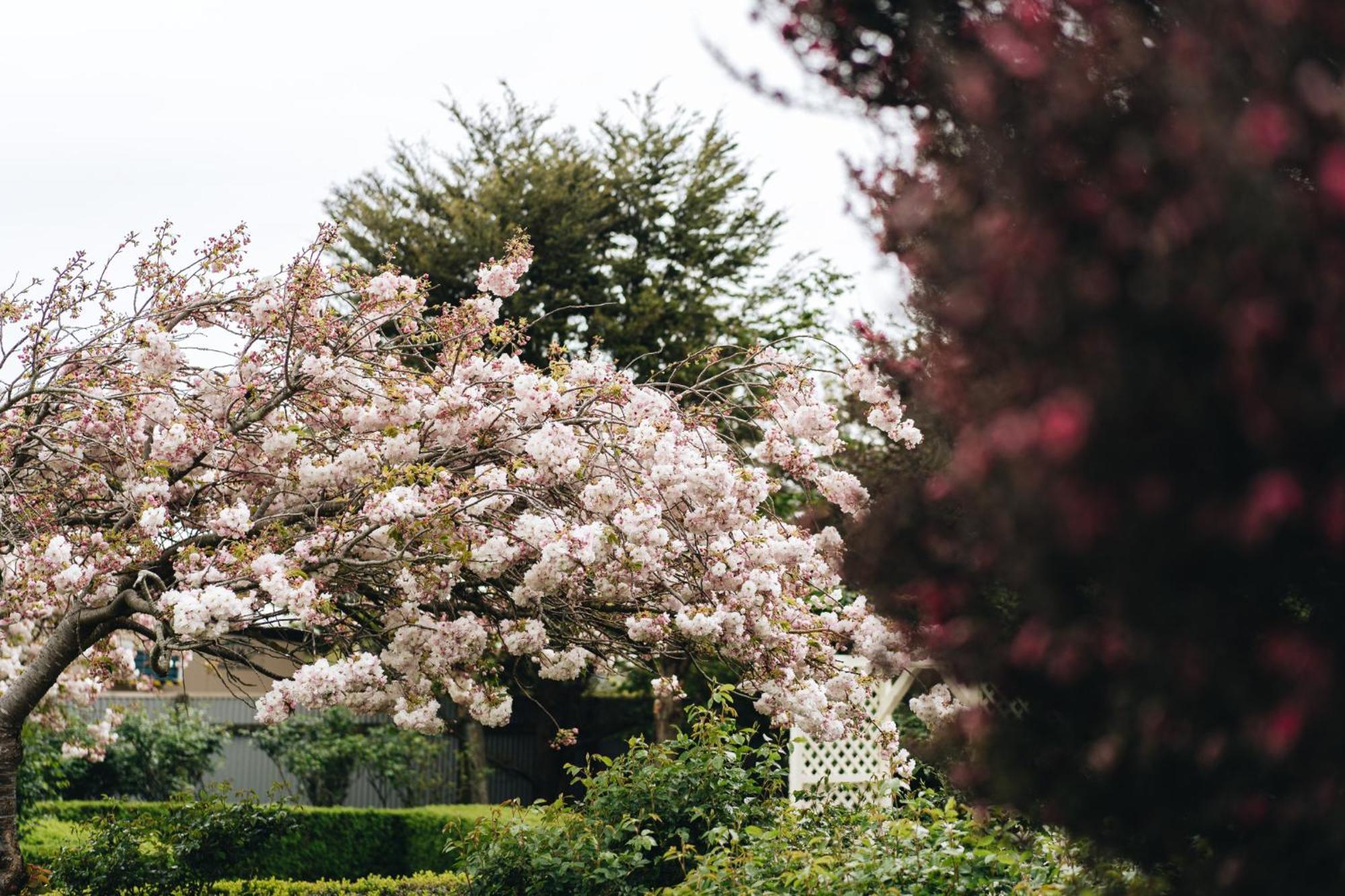 Brackenridge Country Retreat & Spa Martinborough Extérieur photo